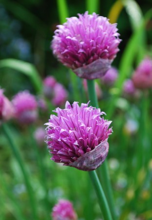Chive flowers