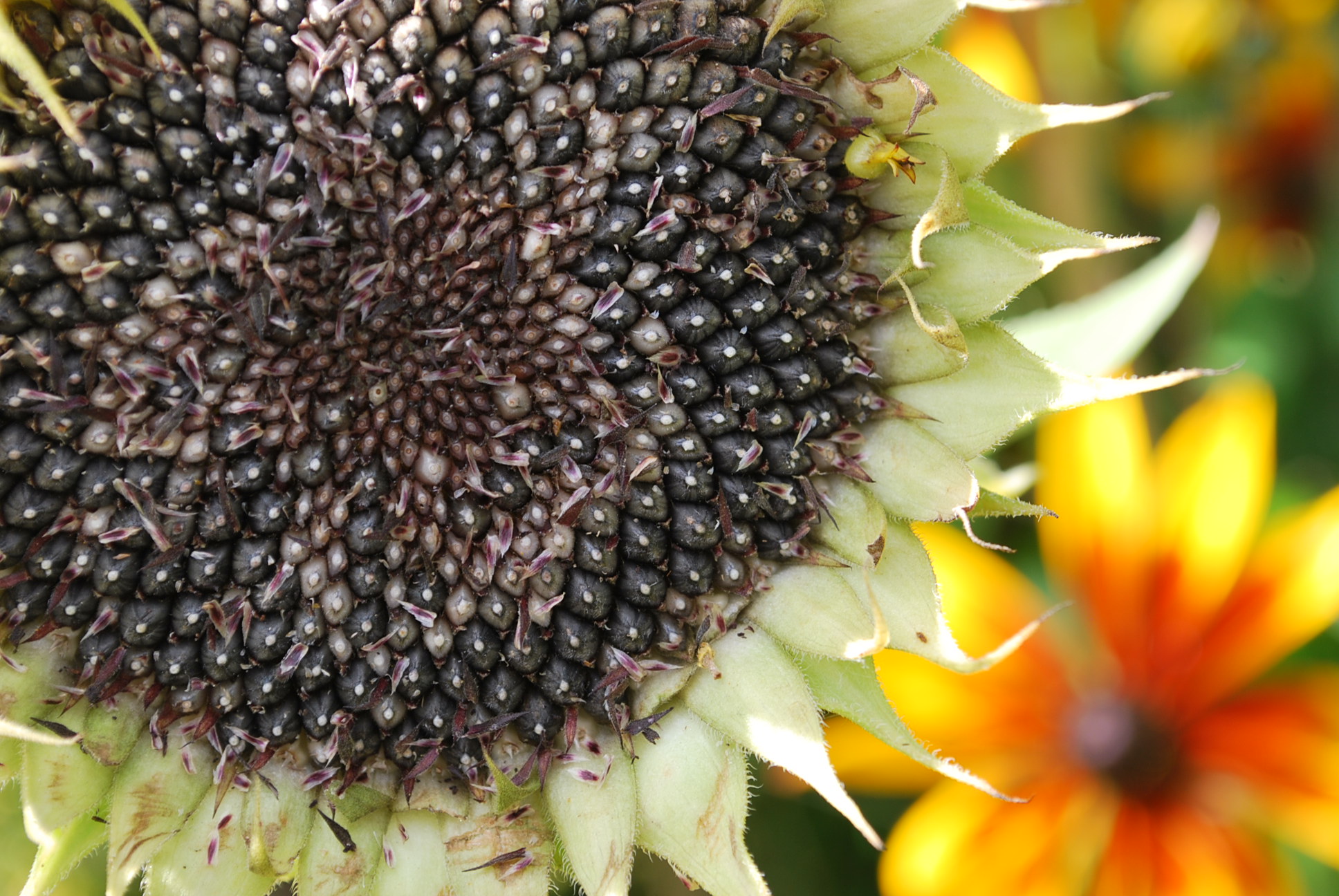 Sunflower seedhead