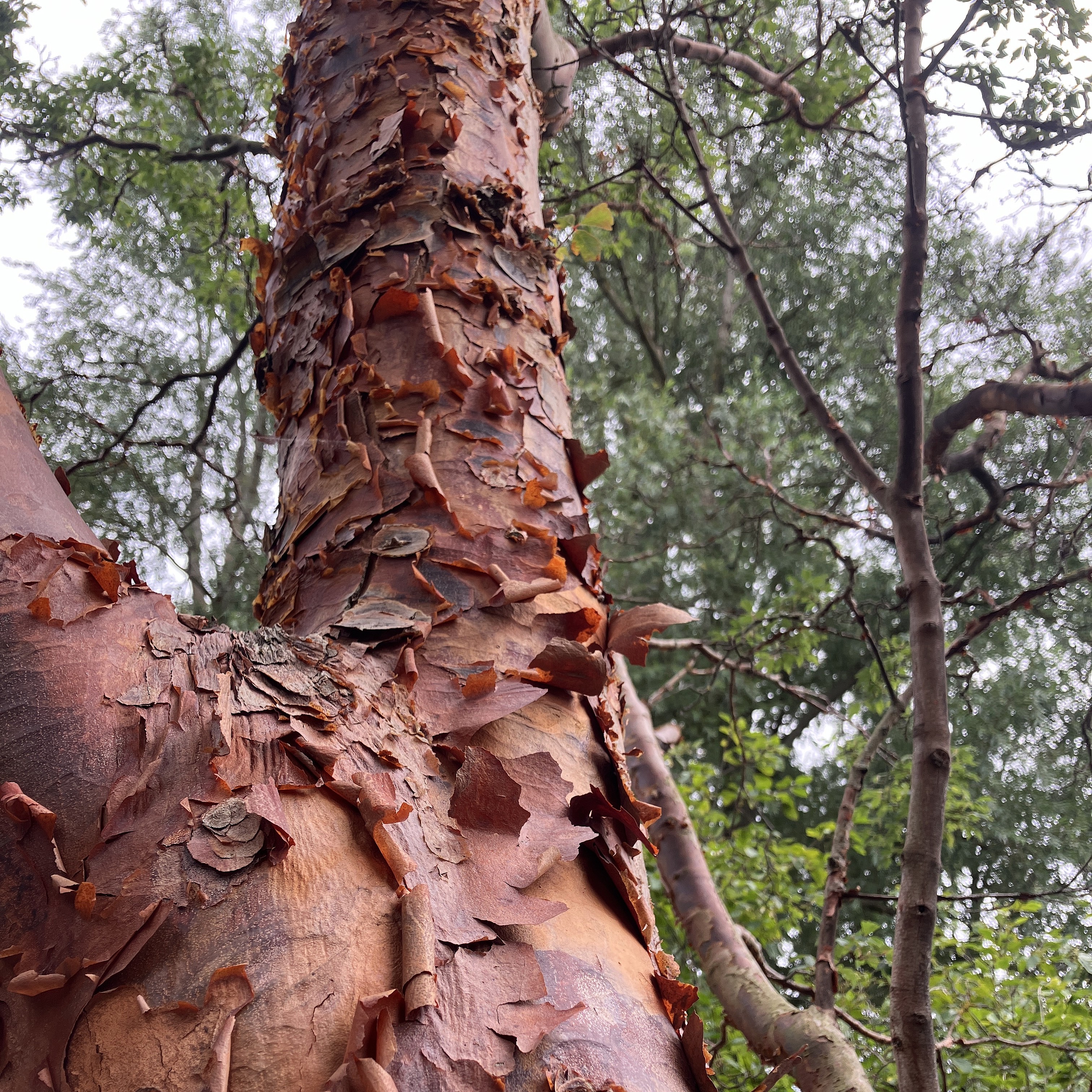 Paperbark maple