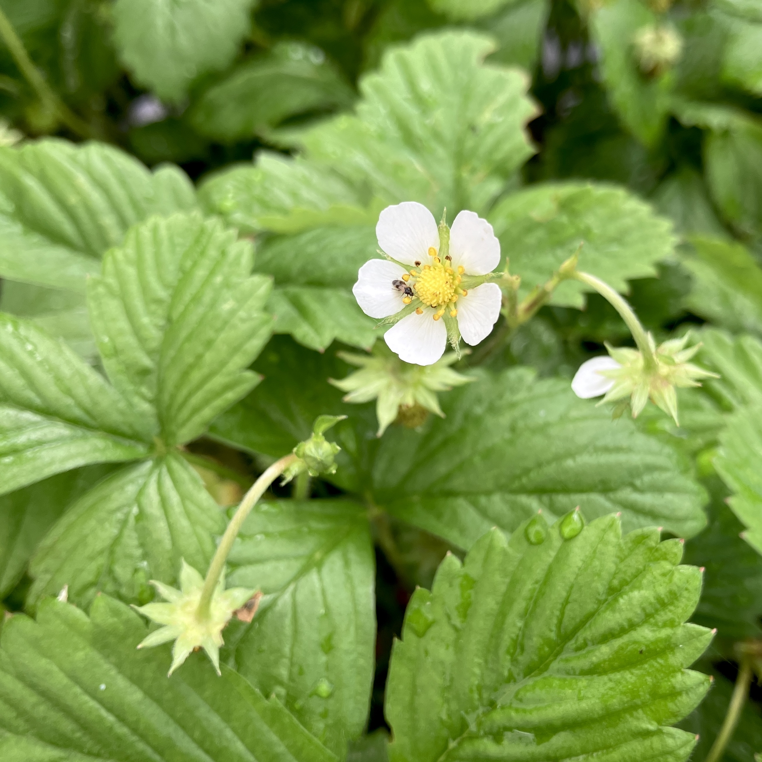 Alpine strawberry