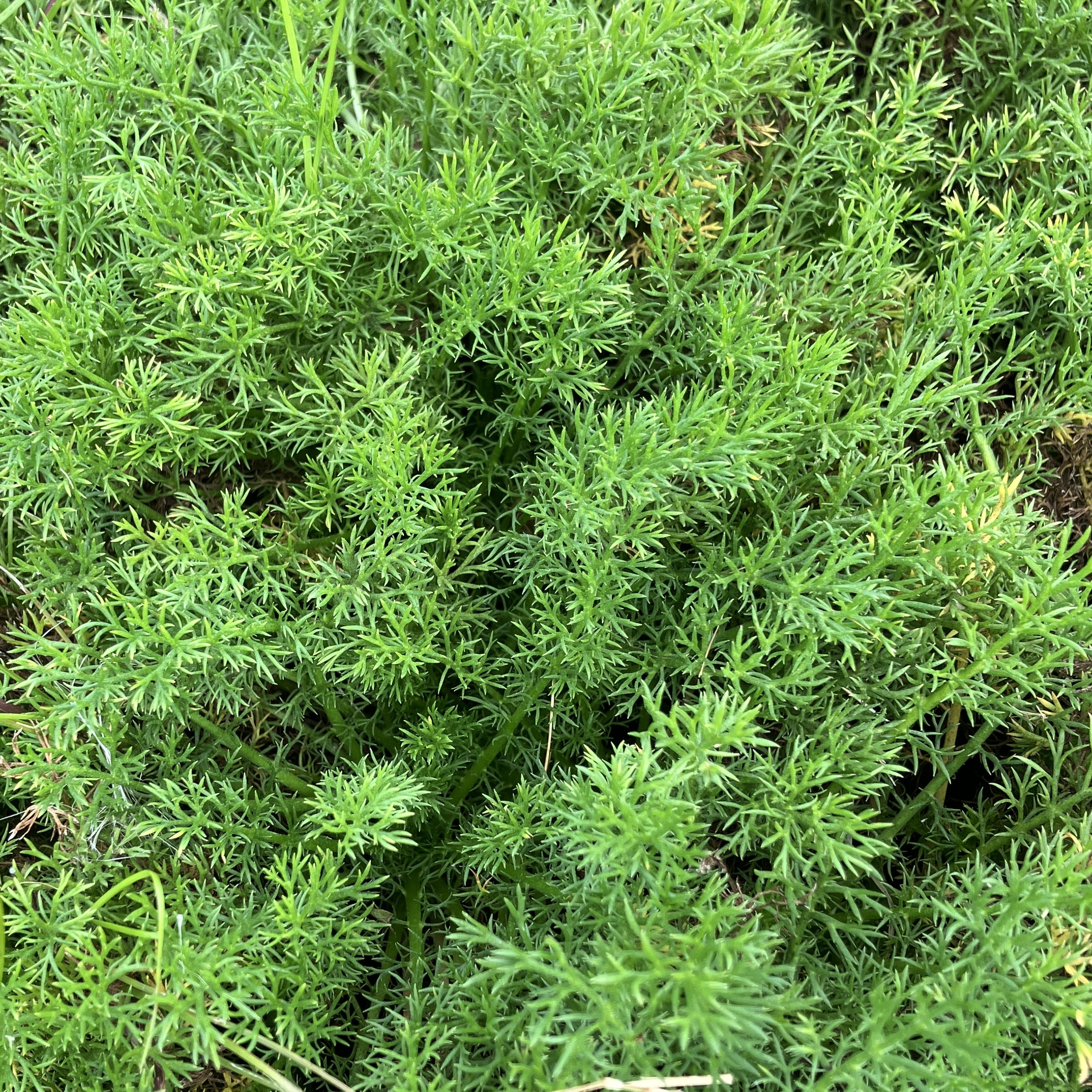 Chamomile