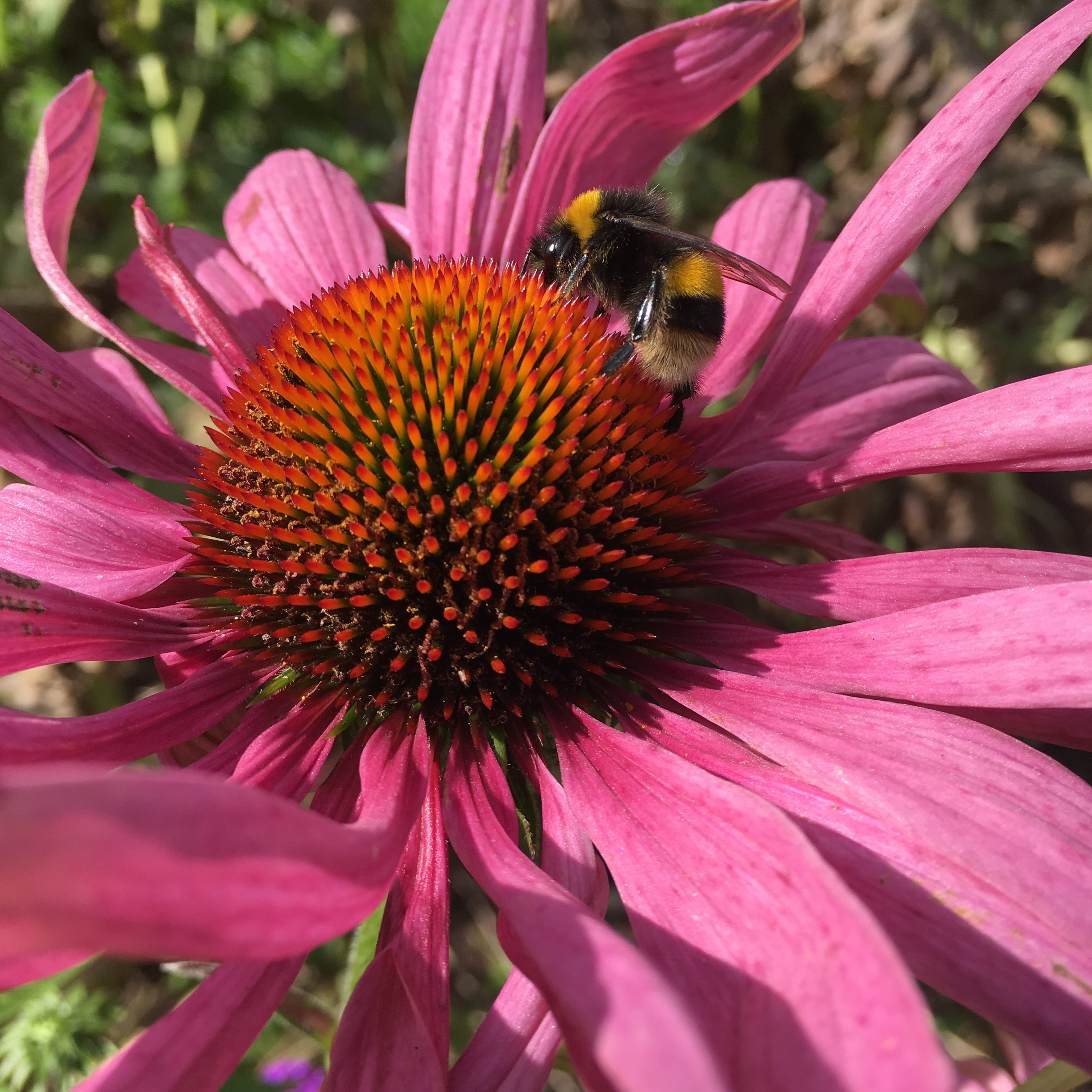 Purple coneflower