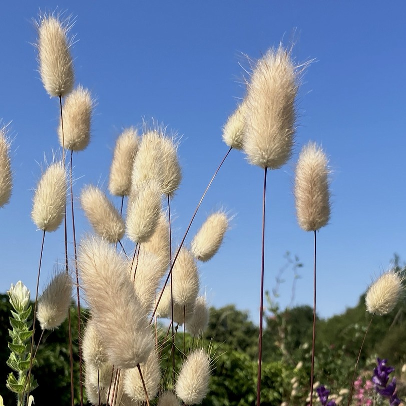 Hare’s tail grass