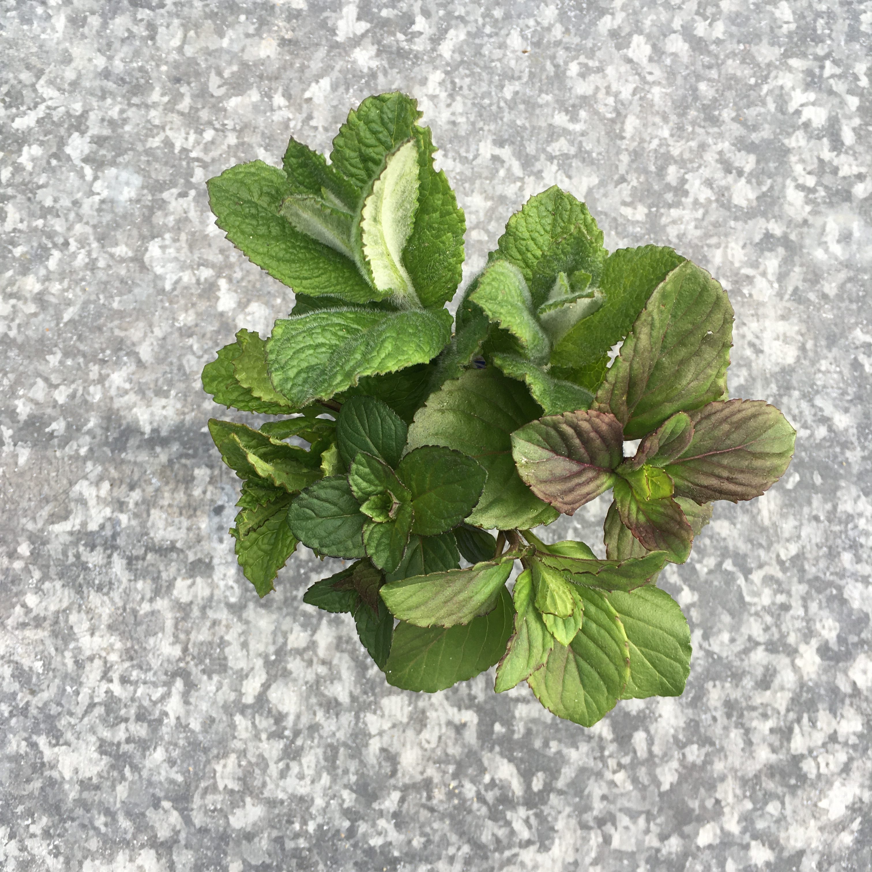 Peppermint / Applemint