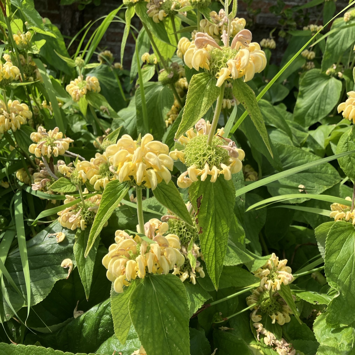 Jerusalem sage flowers