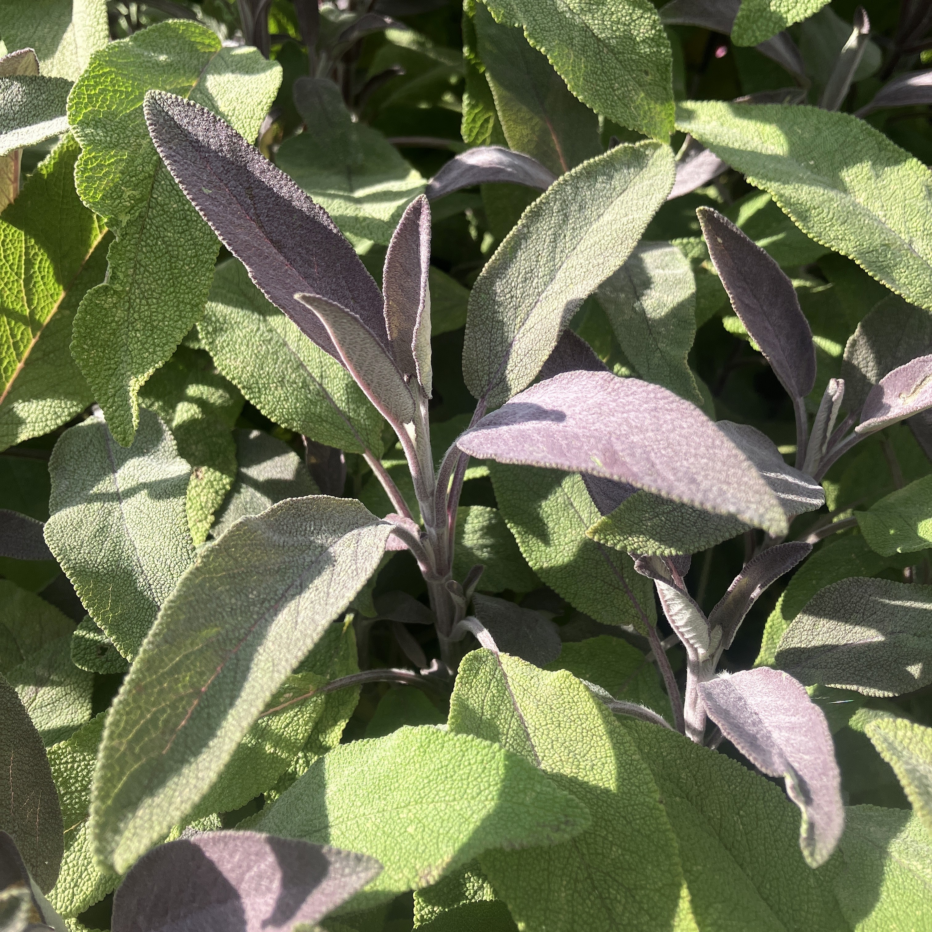 Purple sage leaves
