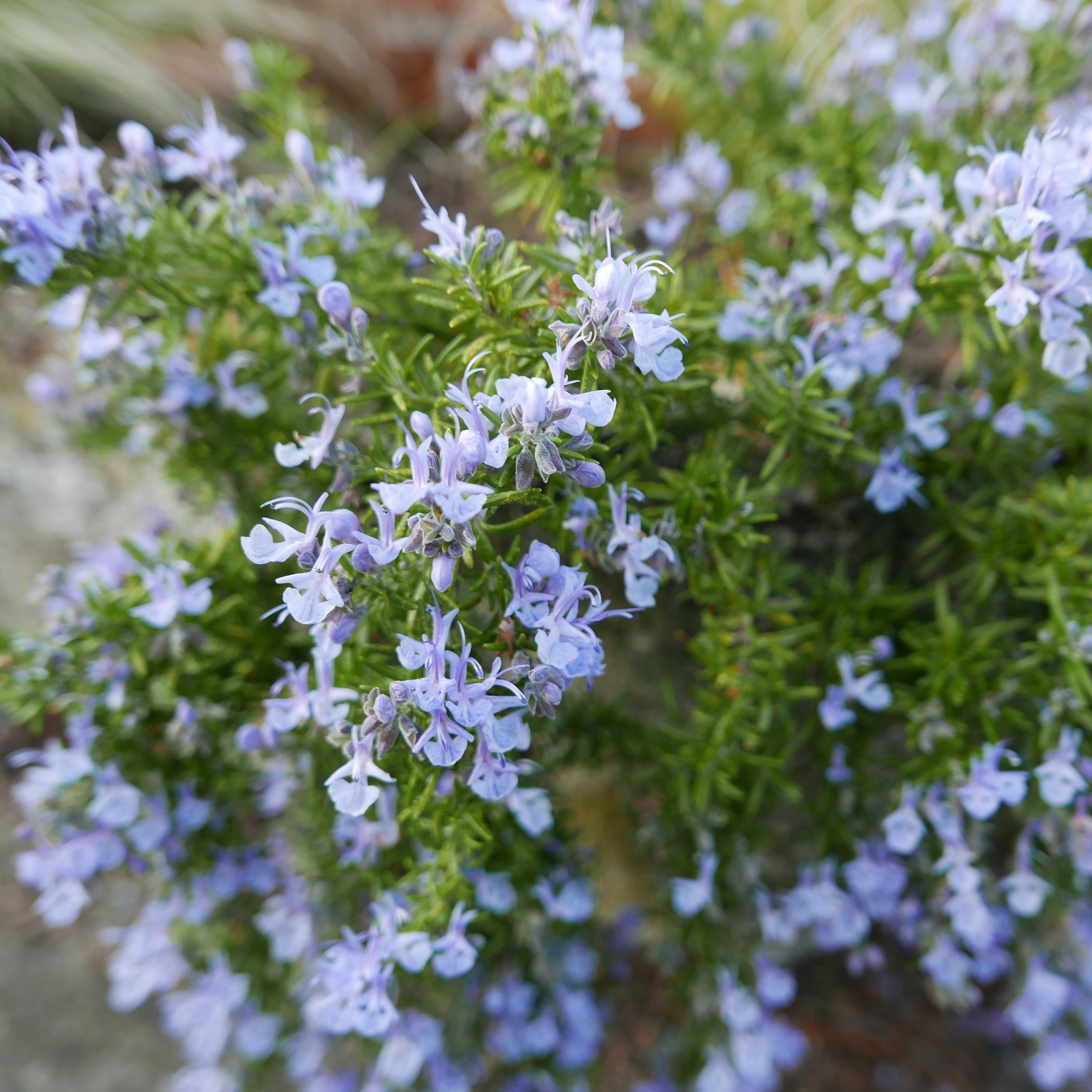 Rosemary plant