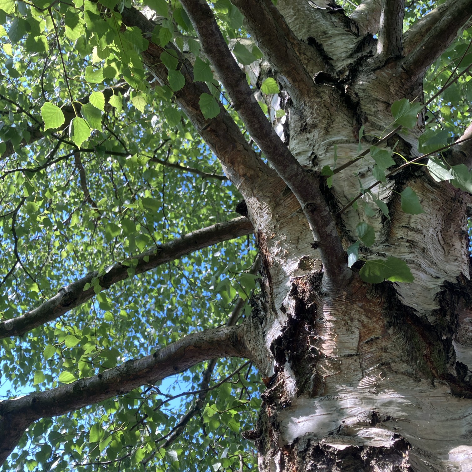 Silver birch