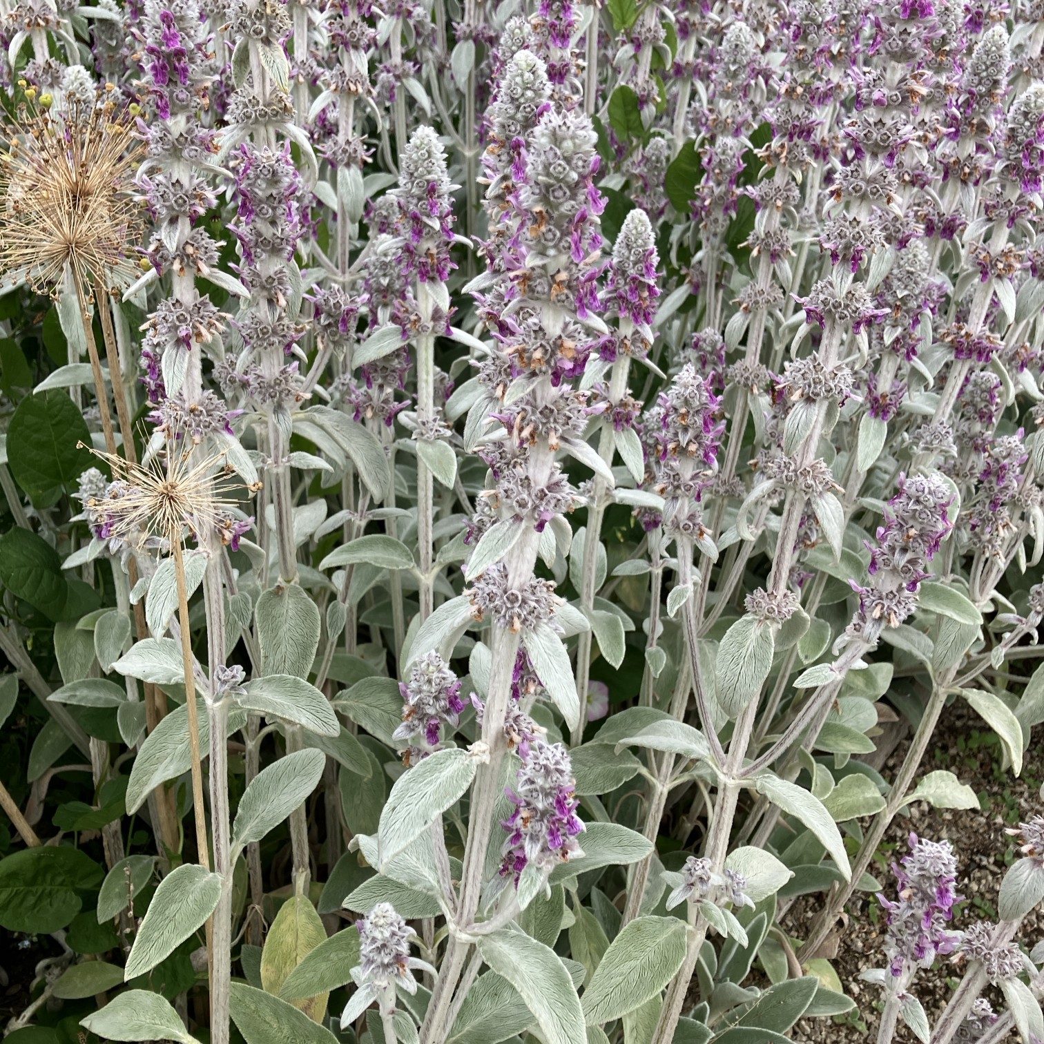 Stachys byzantina