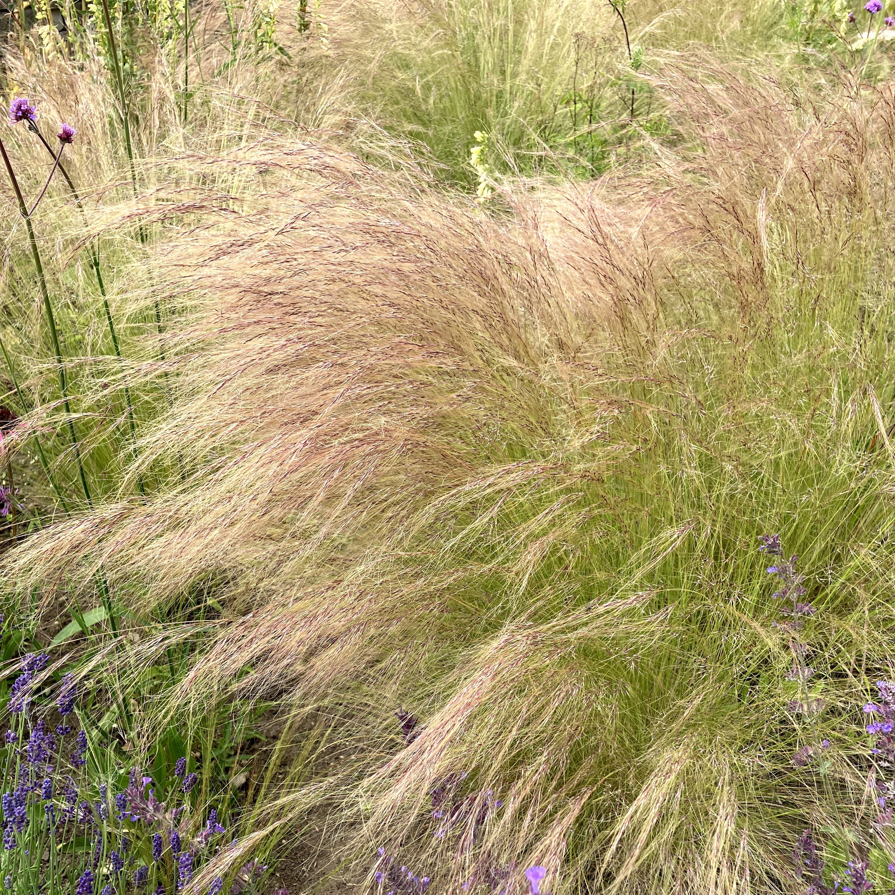 Stipa tenuissima